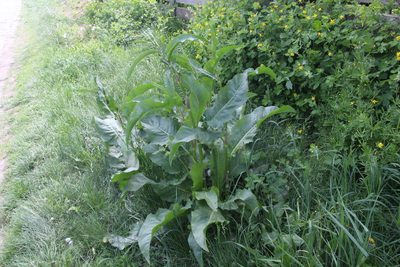 Rumex patientia, photographed by Liubov Ilminska