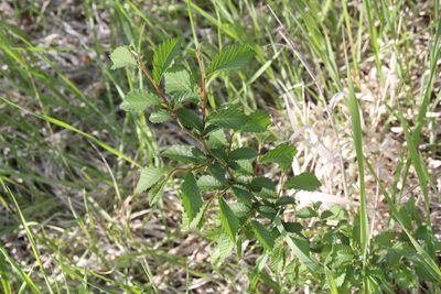 Ulmus minor, photographed by Liubov Ilminska