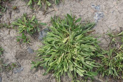 Sclerochloa dura, photographed by Liubov Ilminska