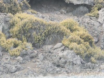 Leptecophylla tameiameiae, photographed by Tyler Bishop