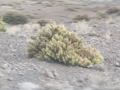Leptecophylla tameiameiae, photographed by Tyler Bishop