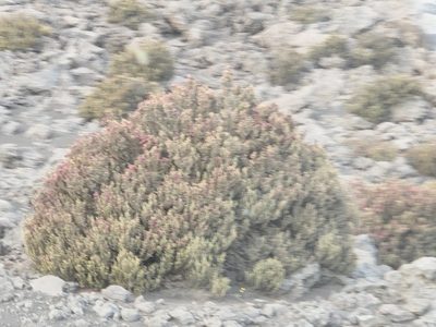 Leptecophylla tameiameiae, photographed by Tyler Bishop