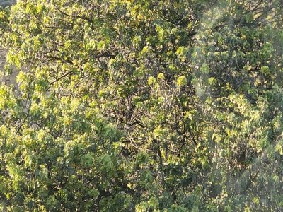 Sophora chrysophylla, photographed by Tyler Bishop
