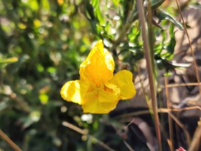 Oenothera laciniata, photographed by Tyler Bishop