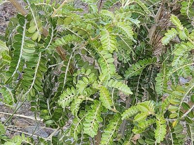 Sophora chrysophylla, photographed by Tyler Bishop