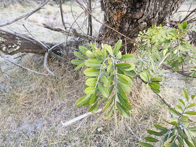 Sophora chrysophylla, photographed by Tyler Bishop