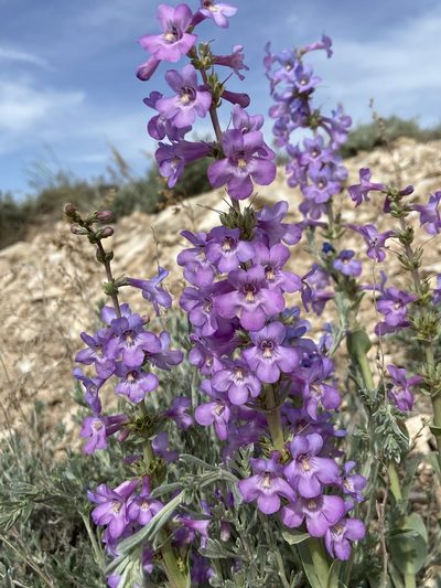 Penstemon mucronatus, photographed by Grant Chovil