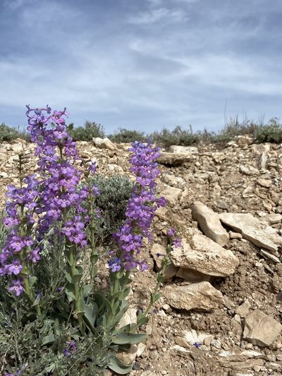 Penstemon mucronatus, photographed by Grant Chovil