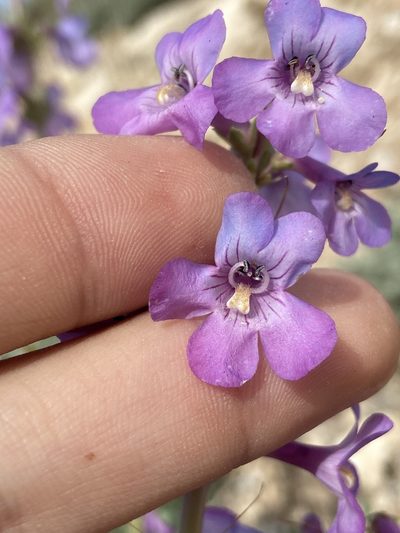 Penstemon mucronatus, photographed by Grant Chovil
