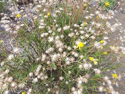 Senecio madagascariensis, photographed by Tyler Bishop