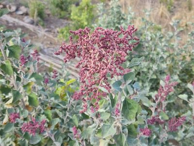 Chenopodium oahuense