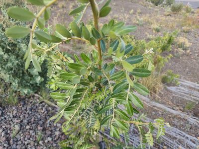 Sophora chrysophylla, photographed by Tyler Bishop