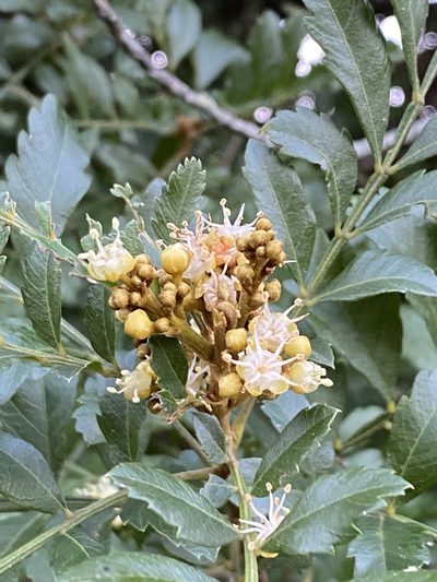Hippobromus pauciflorus, photographed by Jean-Paul Boerekamps