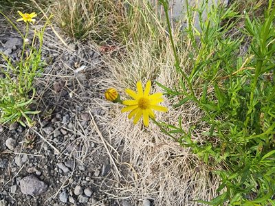 Senecio madagascariensis, photographed by Tyler Bishop