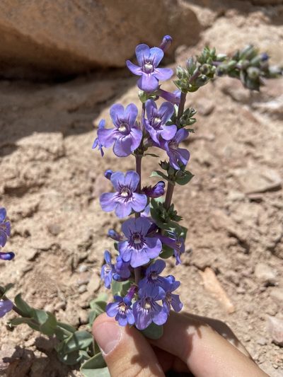 Penstemon mucronatus, photographed by Grant Chovil