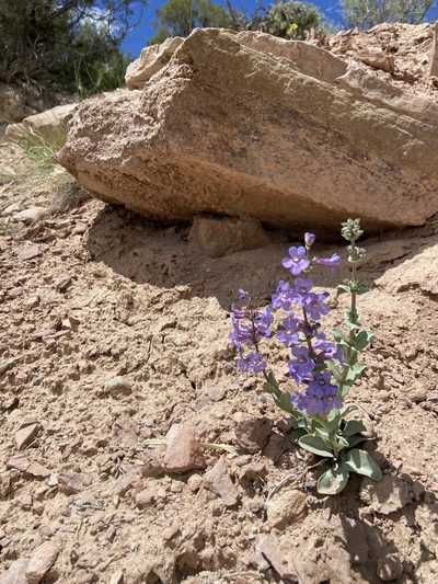 Penstemon mucronatus, photographed by Grant Chovil