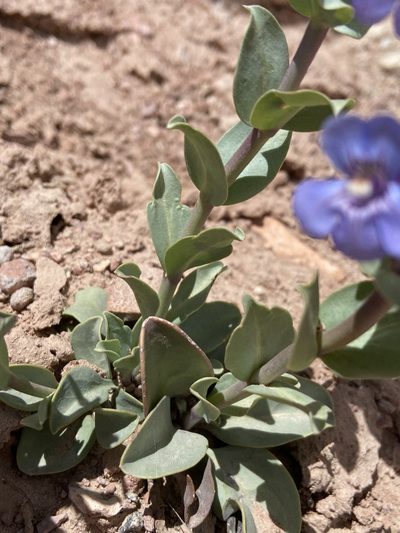 Penstemon mucronatus, photographed by Grant Chovil