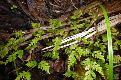 Pteris saxatilis, photographed by Peter de Lange