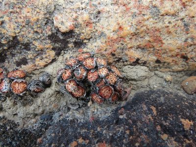 Conophytum obcordellum, photographed by Christiaan Viljoen