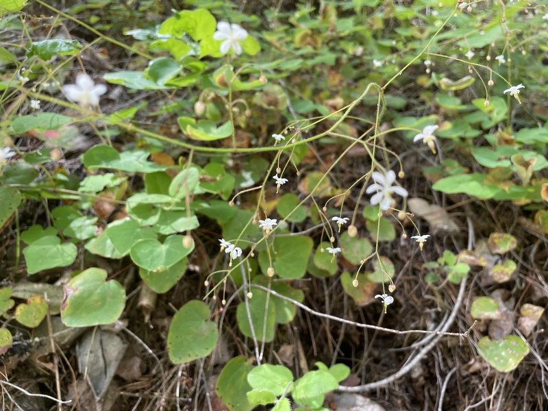 Vancouveria planipetala, photographed by Amelia Tauber