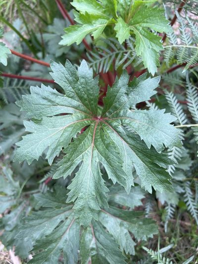 Trachymene composita, photographed by Steve Llewellyn