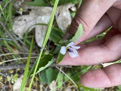Viola ocellata, photographed by Amelia Tauber