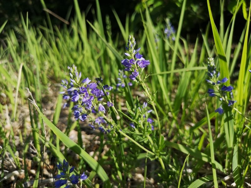 Veronica austriaca, photographed by Jens-Christian Svenning