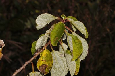 Pouzolzia mixta, photographed by i_c_riddell