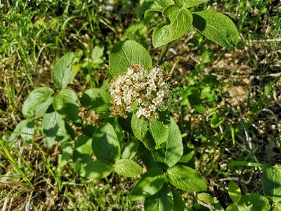 Viburnum lantana, photographed by Jens-Christian Svenning