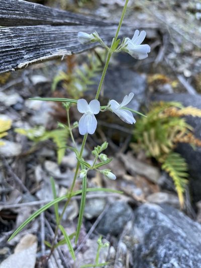 Collinsia linearis, photographed by Amelia Tauber