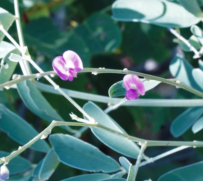 Tephrosia rosea, photographed by Rod Lowther