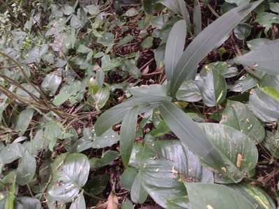 Setaria palmifolia, photographed by Kevin Faccenda