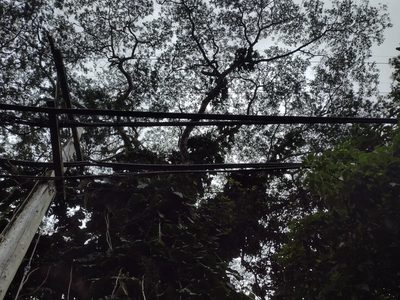 Falcataria falcata