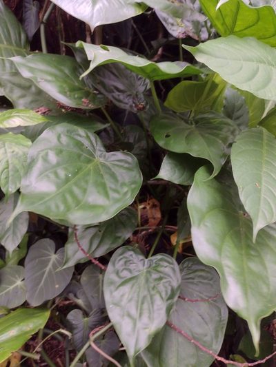 Alocasia cucullata, photographed by Kevin Faccenda