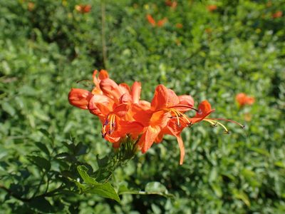 Tecomaria capensis, photographed by Mahomed Desai