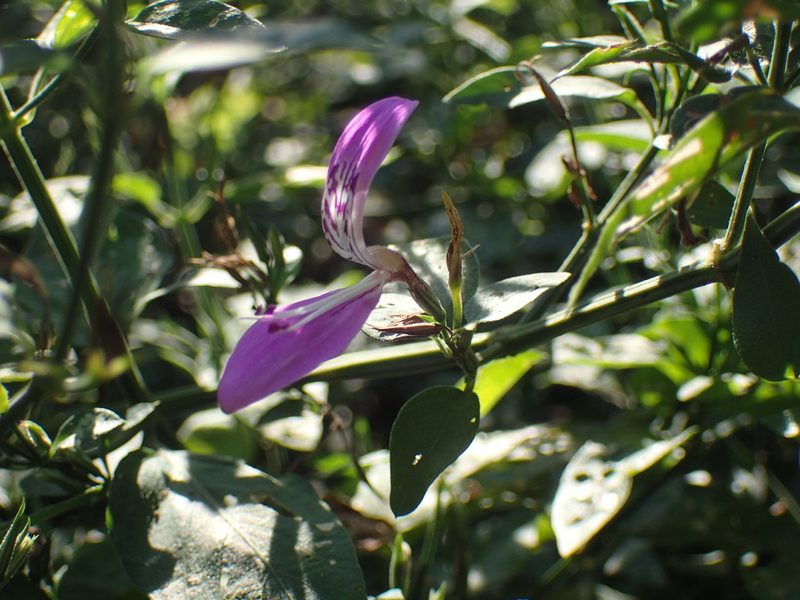 Dicliptera cernua, photographed by Mahomed Desai