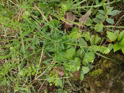 Lepidium virginicum, photographed by Kevin Faccenda