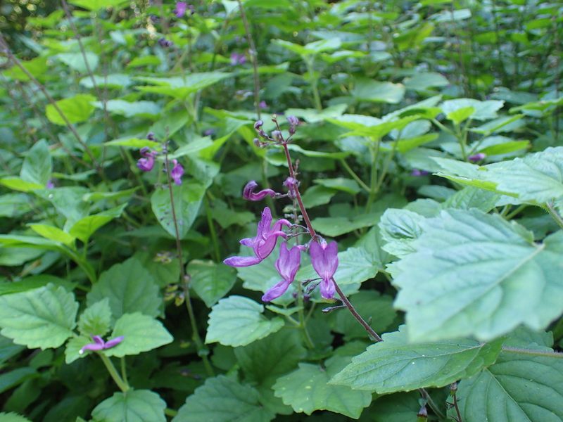 Equilabium petiolare, photographed by Mahomed Desai