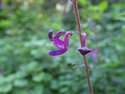 Equilabium petiolare, photographed by Mahomed Desai