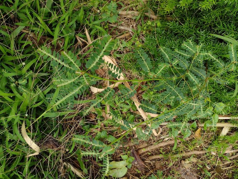 Phyllanthus leucanthus, photographed by Kevin Faccenda