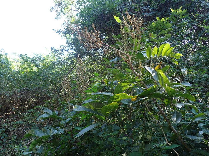 Deinbollia oblongifolia, photographed by Mahomed Desai