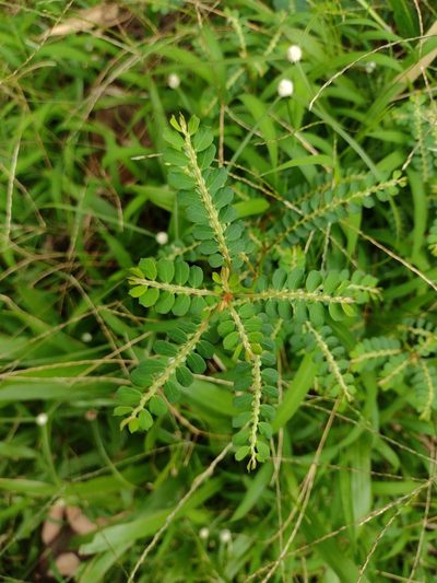 Phyllanthus leucanthus, photographed by Kevin Faccenda