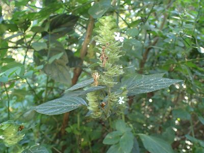 Phaulopsis imbricata, photographed by Mahomed Desai