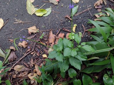 Stachytarpheta cayennensis, photographed by Kevin Faccenda