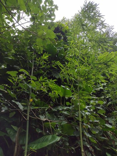Phyllostachys nigra, photographed by Kevin Faccenda