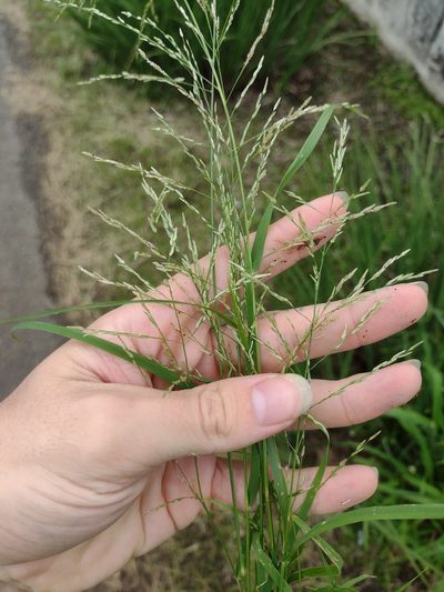 Eragrostis pilosa, photographed by Kevin Faccenda