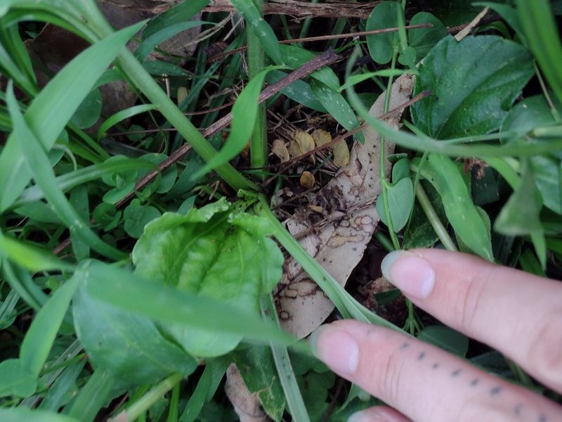 Plantago asiatica, photographed by Kevin Faccenda