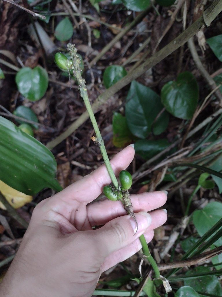 Dracaena aubryana, photographed by Kevin Faccenda
