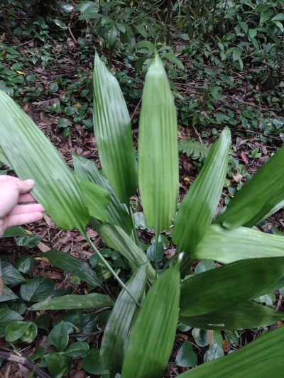 Dracaena aubryana, photographed by Kevin Faccenda