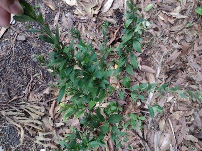 Sida rhombifolia, photographed by Kevin Faccenda
